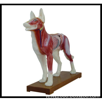 Acupuncture Animal Model (M--6-D Dog Model)